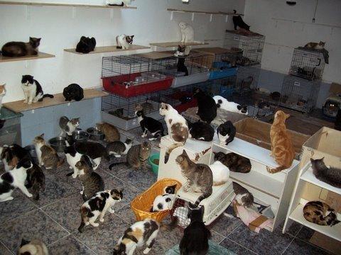 Cómo ayudar a Proyecto Gato