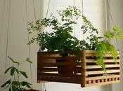 Plantas colgantes para casas gatos