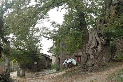 Tramo Alto do poio - Triacastela