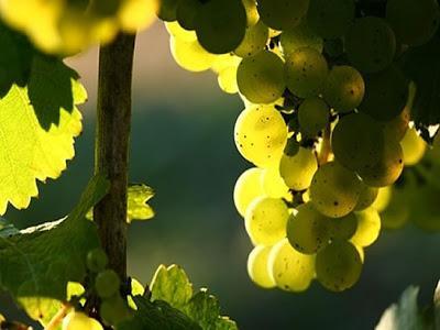 uva+albarino_galicia_madrid_sarah+abilleira