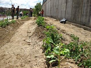 Huerto Urbano