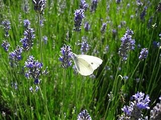 Volando en el Jardín de Nadine