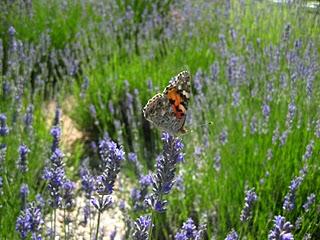 Volando en el Jardín de Nadine