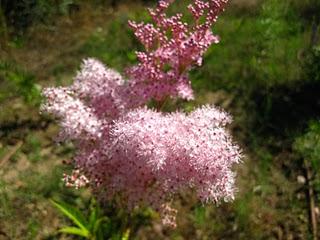 Volando en el Jardín de Nadine