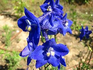 Volando en el Jardín de Nadine