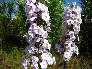 Volando en el Jardín de Nadine