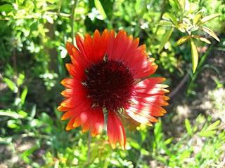 Volando en el Jardín de Nadine
