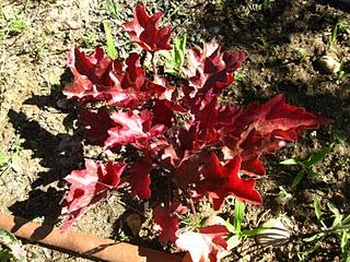 Volando en el Jardín de Nadine