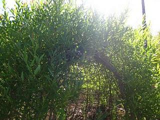Volando en el Jardín de Nadine