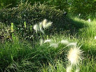 Volando en el Jardín de Nadine