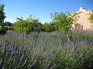 Volando en el Jardín de Nadine