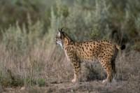 Andújar, refugio de especies protegidas