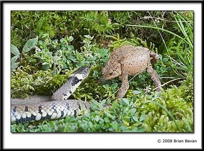 Fingiendo, que es gerundio