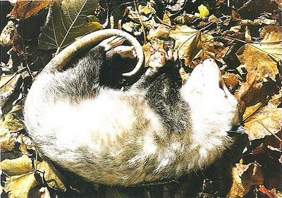 Fingiendo, que es gerundio