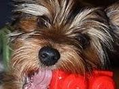 Recomendaciones sobre cómo buscar buena empresa Educación Canina Educador Canino