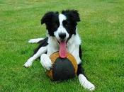 LLegan vacaciones...¿y hacemos perro?