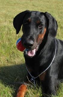 Razas de perros:  doberman pinscher