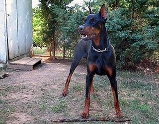 Razas de perros:  doberman pinscher