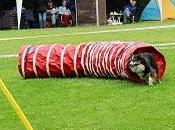 Deporte canino: ¿Qué AGILITY?