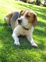 razas de perros: beagle