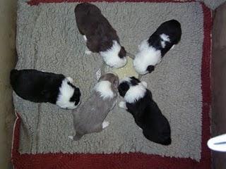 Alimentos naturales recomendados para los perros.