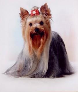 Yorkshire Terrier: cuidados y mantenimiento