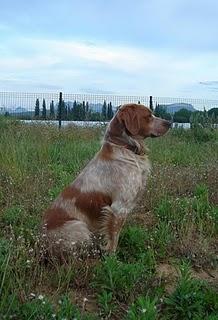 RAZAS DE PERROS: EPAGNEUL BRETON