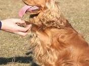 ideas para mejorar relación perro