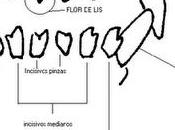 Determinar edad perro dentadura