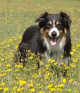 Carta de un perro dando consejos sobre su adiestramiento