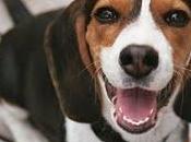 Elementos básicos tener cuenta salud nuestros perros