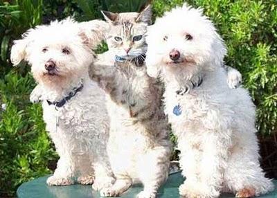 Decálogo de la amistad.