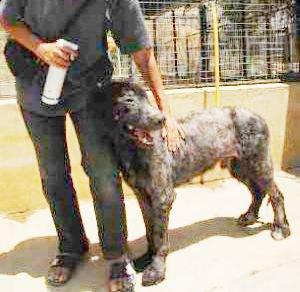 MARLON BRANDO,ABRASADO CON GASOLINA,-MARBELLA