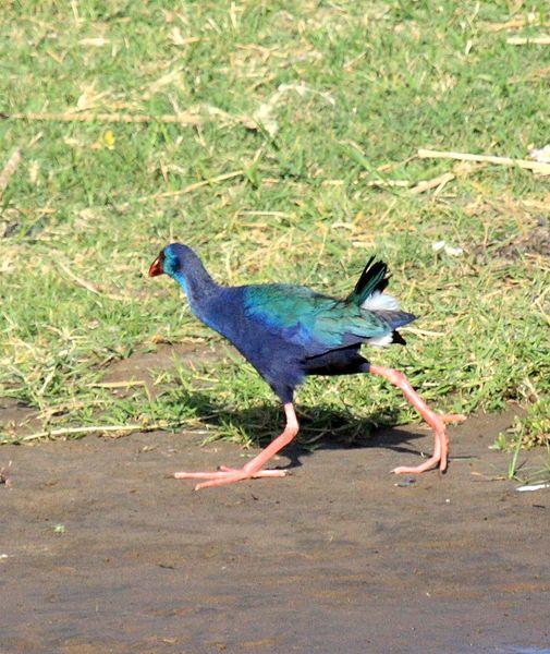 CALAMÓN DE MADAGASCAR-PORPHYRIO PORPHYRIO MAGADASCARIENSIS-PURPLE GALLINULE