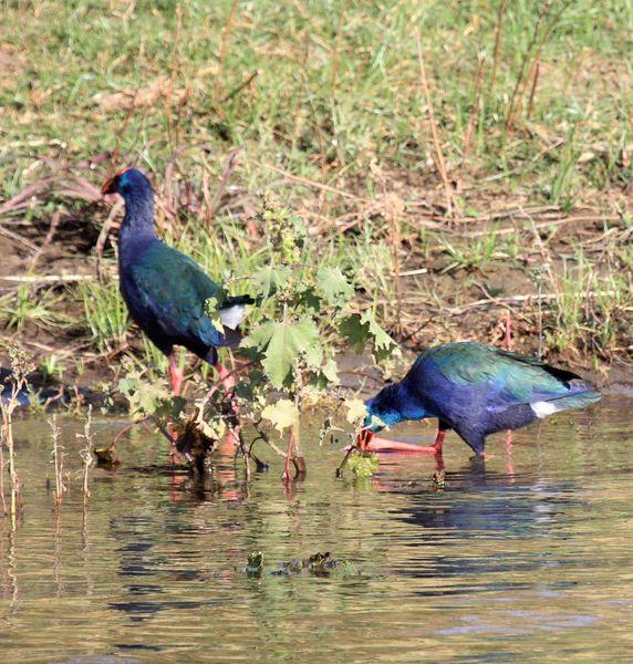 CALAMÓN DE MADAGASCAR-PORPHYRIO PORPHYRIO MAGADASCARIENSIS-PURPLE GALLINULE