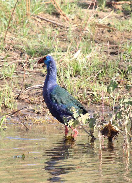 CALAMÓN DE MADAGASCAR-PORPHYRIO PORPHYRIO MAGADASCARIENSIS-PURPLE GALLINULE