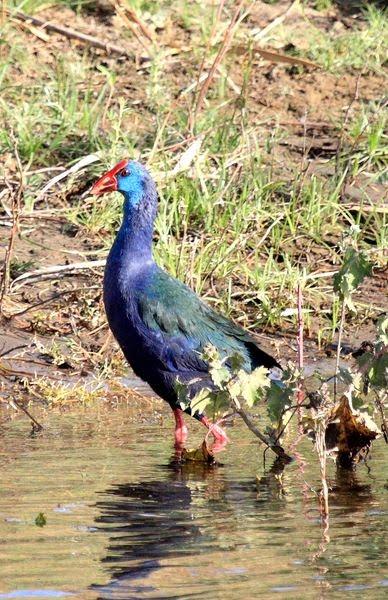 CALAMÓN DE MADAGASCAR-PORPHYRIO PORPHYRIO MAGADASCARIENSIS-PURPLE GALLINULE