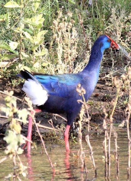 CALAMÓN DE MADAGASCAR-PORPHYRIO PORPHYRIO MAGADASCARIENSIS-PURPLE GALLINULE