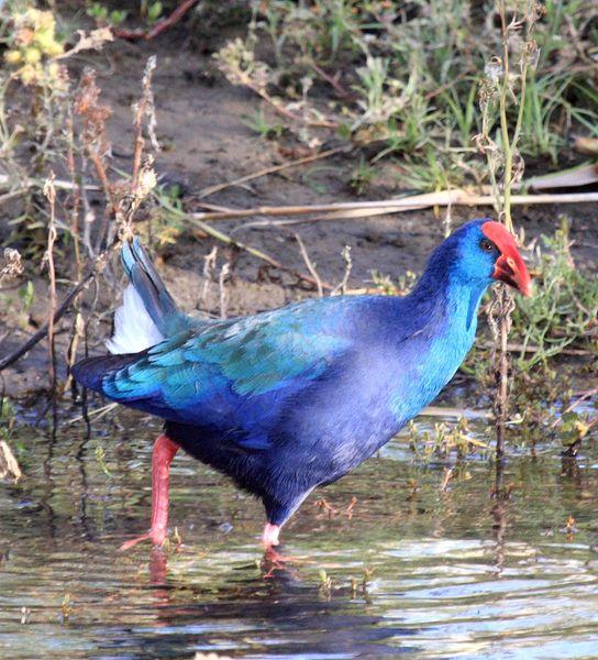 CALAMÓN DE MADAGASCAR-PORPHYRIO PORPHYRIO MAGADASCARIENSIS-PURPLE GALLINULE