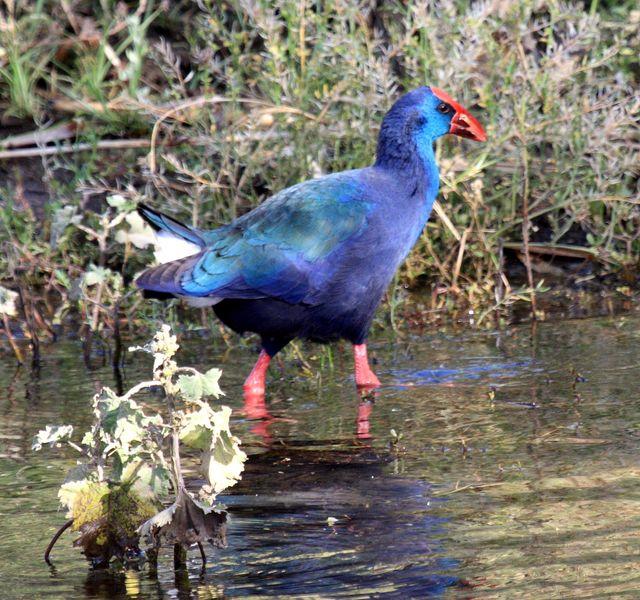 CALAMÓN DE MADAGASCAR-PORPHYRIO PORPHYRIO MAGADASCARIENSIS-PURPLE GALLINULE