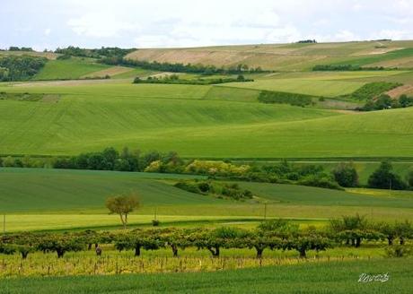 Saint-Bris-le-Vineux por Dick White