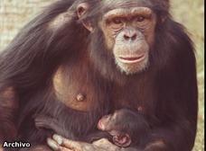 Los humanos sufrirían cambios hormonales parecidos a los de los monos