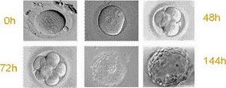IVI presenta avances científicos en materia embrionaria en el Congreso de la ESHRE