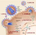 Las Celulas CD4 y la Infeccion VIH