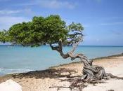 Arbol semana