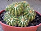 Plantar Cactus