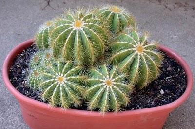 Plantar Cactus