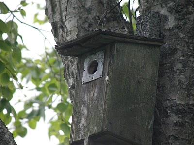 Crónicas Suecas - Capítulo 1: El Herrerillito