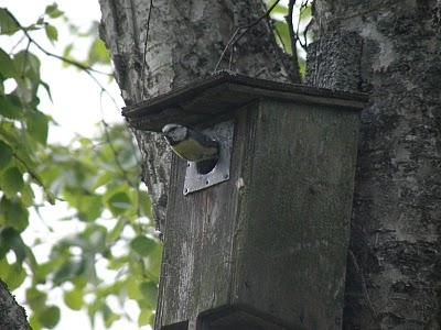 Crónicas Suecas - Capítulo 1: El Herrerillito