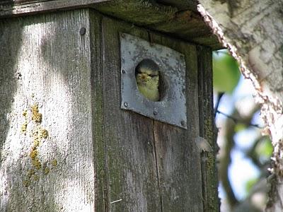 Crónicas Suecas - Capítulo 1: El Herrerillito